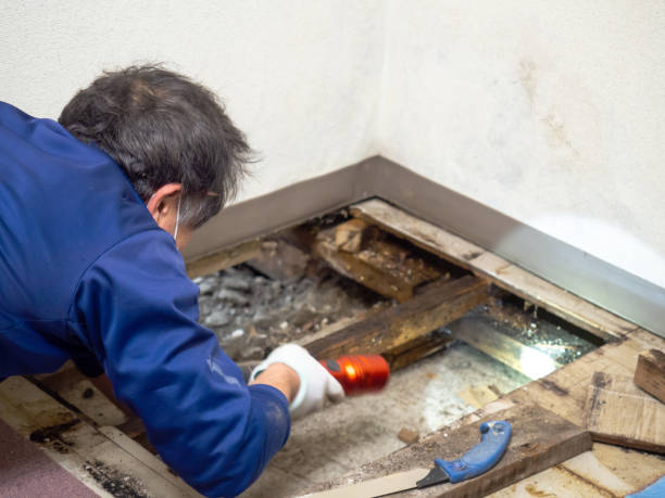 Reliable Coral Gables, FL Mold Removal Solutions