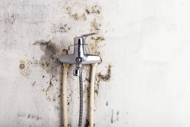 Best Mold Remediation  in Coral Gables, FL