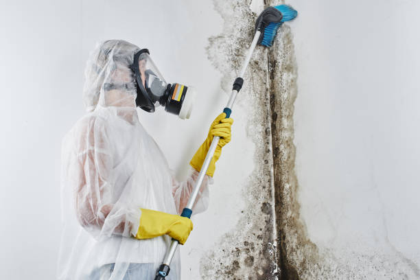Best Commercial Mold Removal  in Coral Gables, FL