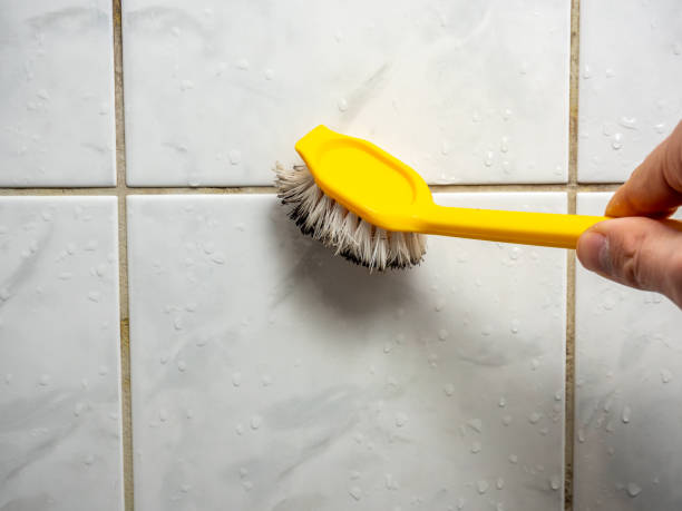 Best Mold Removal Company Near Me  in Coral Gables, FL
