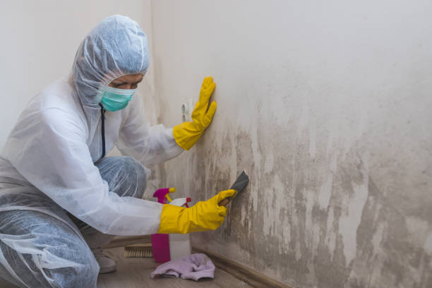 Best Mold Removal Process  in Coral Gables, FL