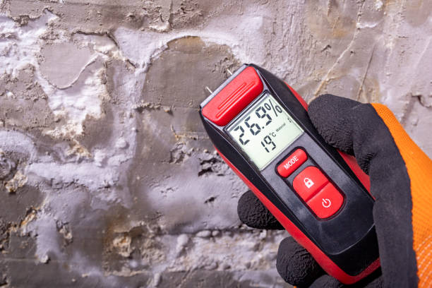 Best Mold Removal and Inspection  in Coral Gables, FL