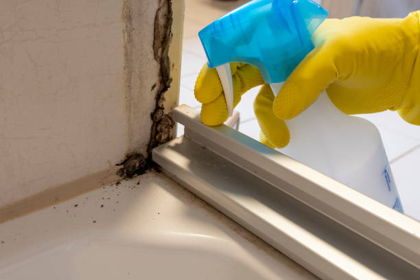 Best Crawl Space Mold Removal  in Coral Gables, FL