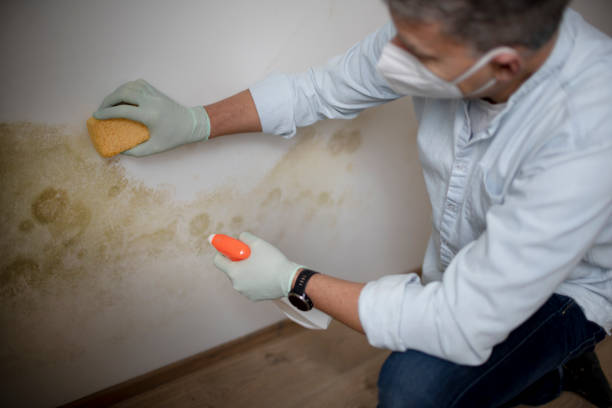 Mold Removal and Inspection in Coral Gables, FL