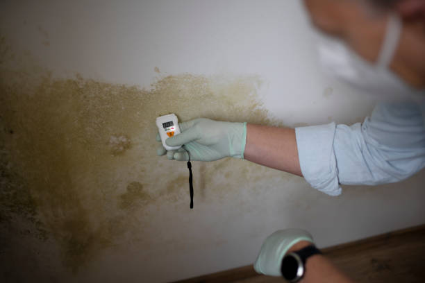 Best Residential Mold Removal  in Coral Gables, FL