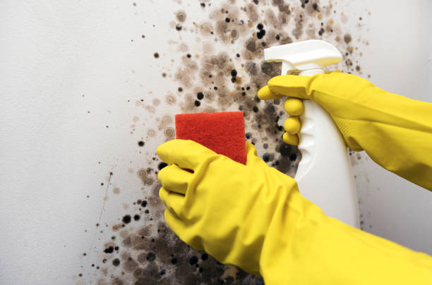 Mold Removal Process in Coral Gables, FL